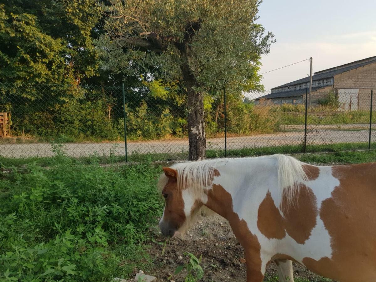 Nella Natura Del Parco Dei Colli Euganei Cinto Euganeo Zewnętrze zdjęcie